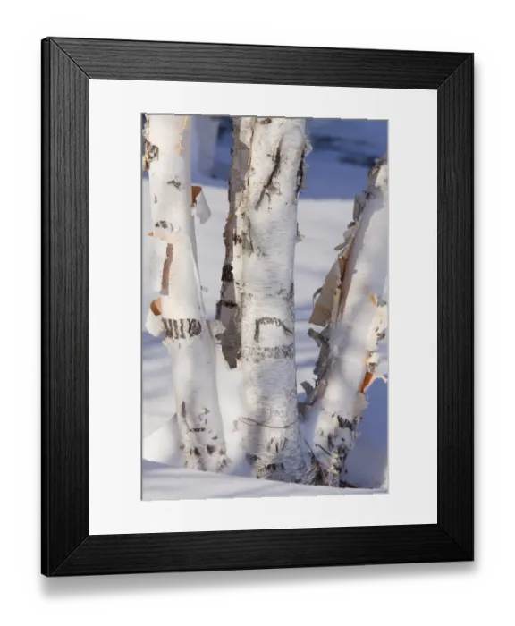 Framed Print : Paper Birch (Betula papyrifera) close-up of coppiced and re-grown trunks in snow, New York, U. S. A. december Framed Print : Paper Birch (Betula papyrifera) close-up of coppiced and re-grown trunks in snow, New York, U. S. A. december