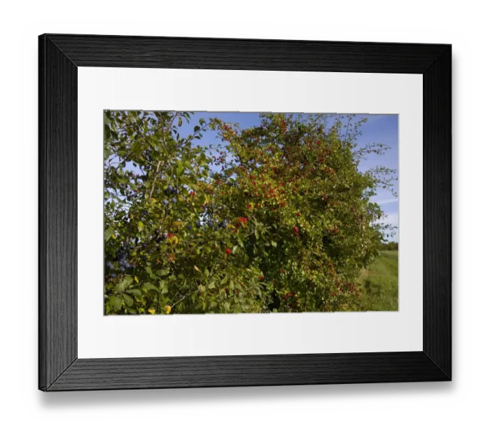 Framed Print : Blackthorn (Prunus spinosa) and Common Hawthorn (Crataegus monogyna) berries, growing in hedgerow, Hampshire, England Framed Print : Blackthorn (Prunus spinosa) and Common Hawthorn (Crataegus monogyna) berries, growing in hedgerow, Hampshire, England