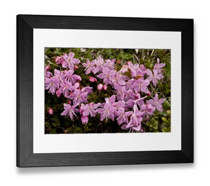 Framed Print : Dwarf Alpenrose (Rhodothamnus chamaecistus) flowering, growing on limestone, Julian Alps, Slovenia, june Framed Print : Dwarf Alpenrose (Rhodothamnus chamaecistus) flowering, growing on limestone, Julian Alps, Slovenia, june