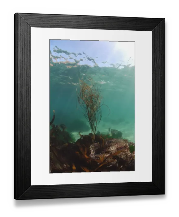 Framed Print : Sea-thong (Himanthalia elongata) underwater, Porthnanven, Cornwall, England, september Framed Print : Sea-thong (Himanthalia elongata) underwater, Porthnanven, Cornwall, England, september