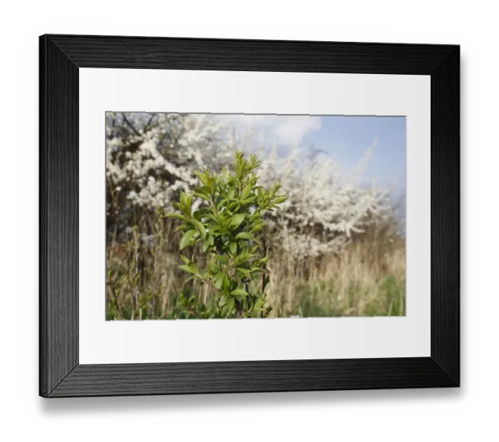 Framed Print : Blackthorn (Prunus spinosa) sapling, suckering from flowering hedgerow into garden allotment, Bacton, Suffolk, England Framed Print : Blackthorn (Prunus spinosa) sapling, suckering from flowering hedgerow into garden allotment, Bacton, Suffolk, England