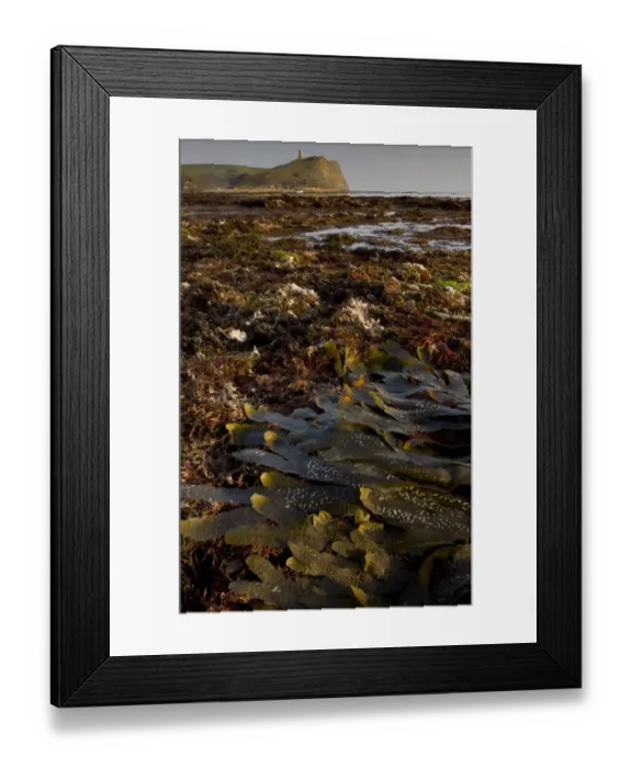 Framed Print : Toothed Wrack (Fucus serratus) fronds, on shore with rockpools at low tide, with Clavel Tower on clifftop in distance Framed Print : Toothed Wrack (Fucus serratus) fronds, on shore with rockpools at low tide, with Clavel Tower on clifftop in distance
