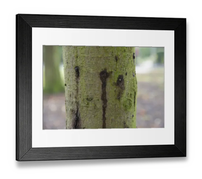 Framed Print : Horse Chestnut (Aesculus hippocastanum) close-up of ten-year old trunk, with Phytophthora bleeding canker, Hanbury Framed Print : Horse Chestnut (Aesculus hippocastanum) close-up of ten-year old trunk, with Phytophthora bleeding canker, Hanbury