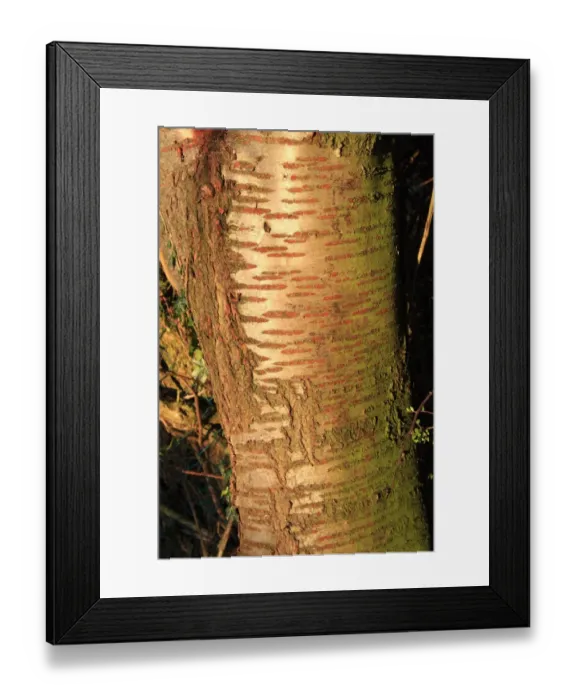 Framed Print : Wild Cherry (Prunus avium) close-up of trunk, Bacton, Suffolk, England, november Framed Print : Wild Cherry (Prunus avium) close-up of trunk, Bacton, Suffolk, England, november