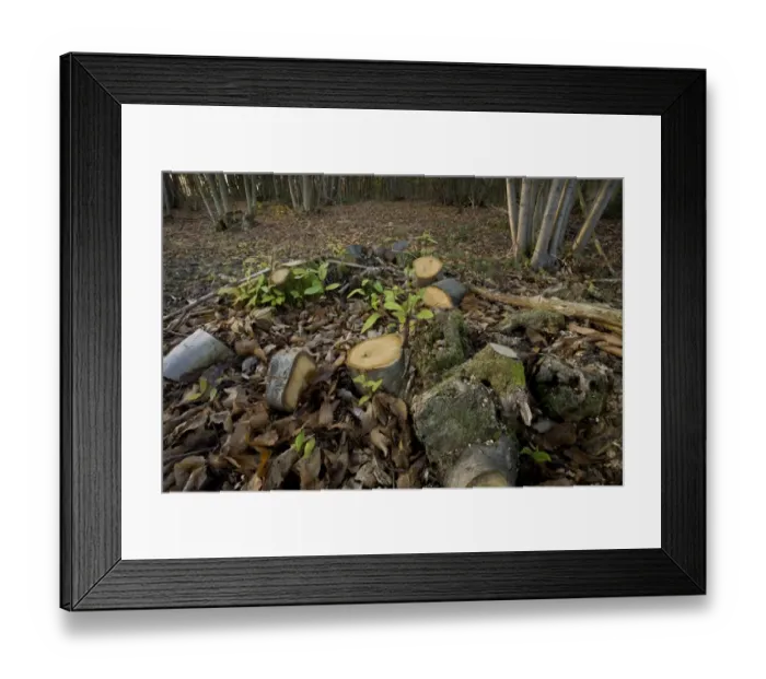 Framed Print : Sweet Chestnut (Castanea sativa) recently cut coppice stool in deciduous woodland, Clay Pond Wood Framed Print : Sweet Chestnut (Castanea sativa) recently cut coppice stool in deciduous woodland, Clay Pond Wood