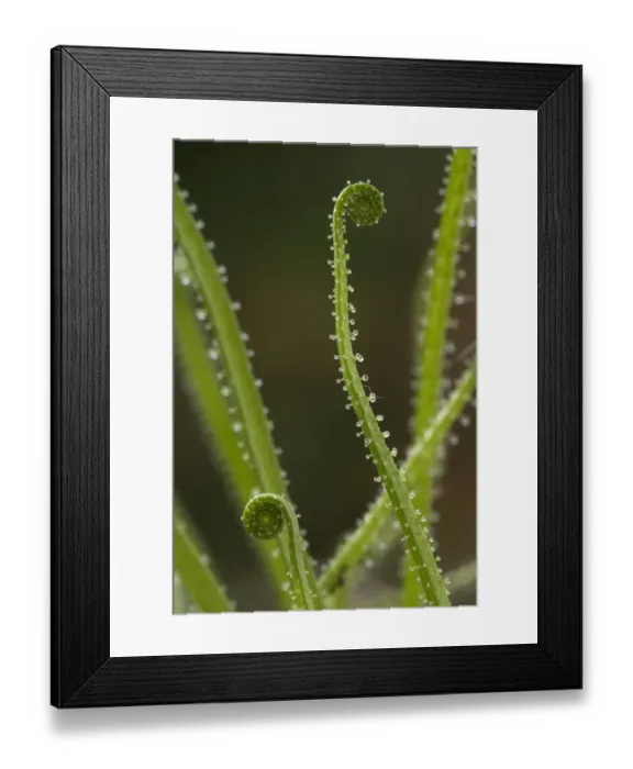 Framed Print : Portuguese Sundew (Drosophyllum lusitanicum) close-up of new leaves, glandular hairs on leaf with sticky mucilage Framed Print : Portuguese Sundew (Drosophyllum lusitanicum) close-up of new leaves, glandular hairs on leaf with sticky mucilage
