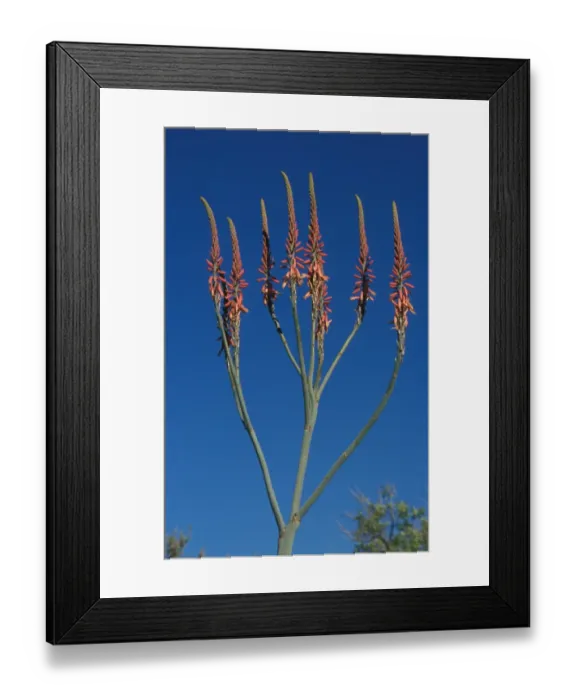 Framed Print : Aloe (Aloe littoralis) Namibia Framed Print : Aloe (Aloe littoralis) Namibia