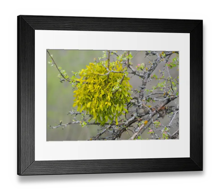 Framed Print : Mistletoe (Viscum album) growing in tree with flowerbuds, Italy, april Framed Print : Mistletoe (Viscum album) growing in tree with flowerbuds, Italy, april