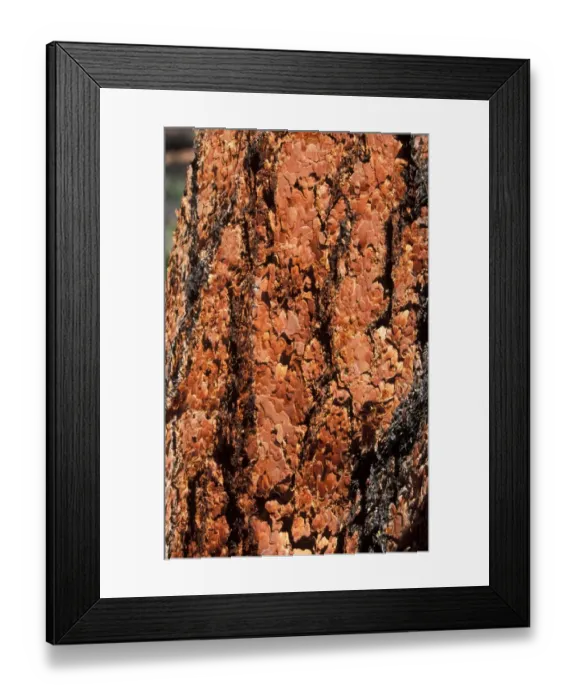 Framed Print : Pine Ponderosa or Western Yellow Pine(Pinus ponderosa) Characteristic red bark