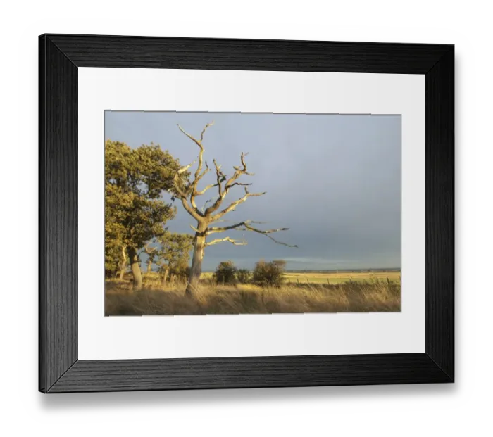 Framed Print : Common Oak (Quercus robur) dead tree, on grazing marsh habitat against stormy sky, Elmley Marshes N. N. R Framed Print : Common Oak (Quercus robur) dead tree, on grazing marsh habitat against stormy sky, Elmley Marshes N. N. R