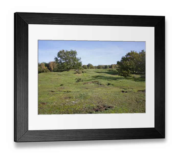 Framed Print : View of undulating habitat on lowland heathland reserve, Wortham Ling, Suffolk, England, october Framed Print : View of undulating habitat on lowland heathland reserve, Wortham Ling, Suffolk, England, october