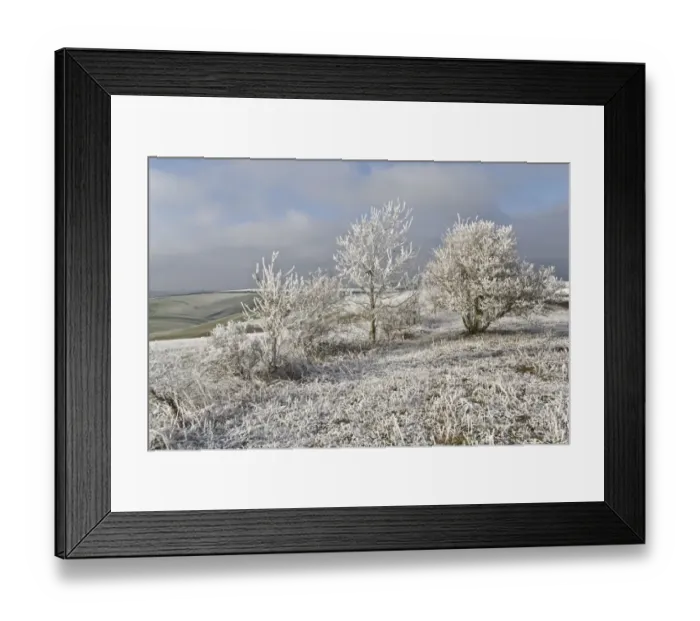 Framed Print : Rime frost, on trees in rural landscape, Dorset, England, december Framed Print : Rime frost, on trees in rural landscape, Dorset, England, december