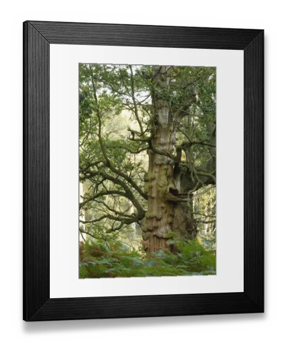 Framed Print : Common Oak (Quercus robur) ancient tree with dead wood, Forest of Dean, Gloucestershire, England, september Framed Print : Common Oak (Quercus robur) ancient tree with dead wood, Forest of Dean, Gloucestershire, England, september