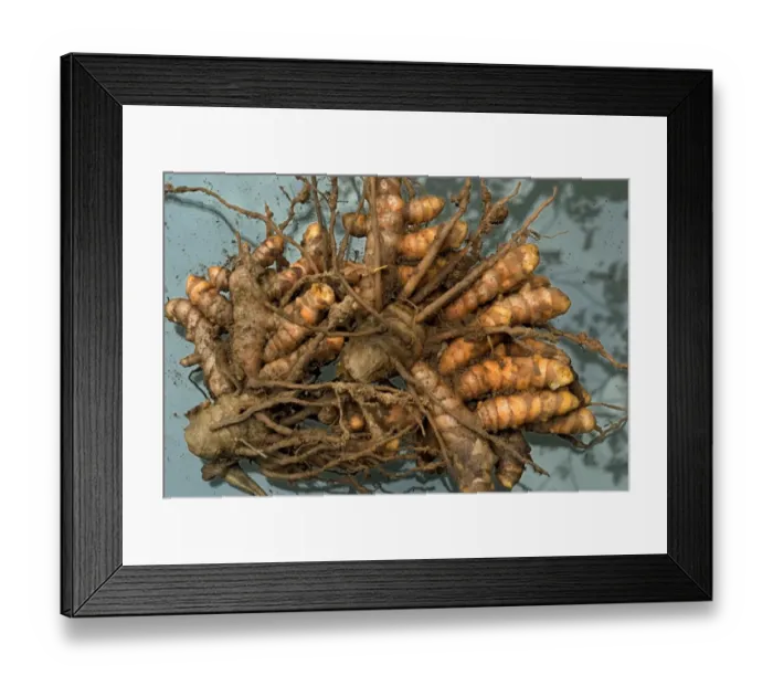 Framed Print : Kasturi Turmeric (Curcuma aromatica) tuberous rootstock, Trivandrum, Kerala, India