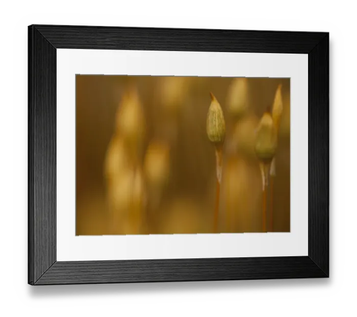 Framed Print : Maiden Hair Moss (Polytrichum commune) fruiting capsules, growing in peat bog, Derbyshire, England, april