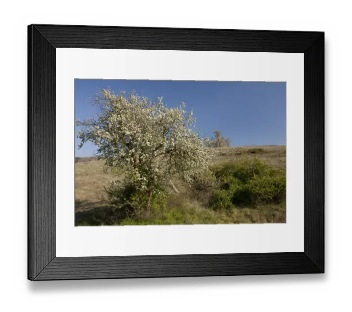 Framed Print : Wild Spiny Pear (Pyrus spinosa) habit, flowering, Gargano Peninsula, Apulia, Italy, april Framed Print : Wild Spiny Pear (Pyrus spinosa) habit, flowering, Gargano Peninsula, Apulia, Italy, april