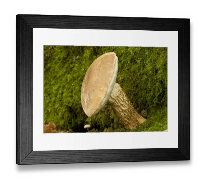 Framed Print : Bitter Bolete (Tylopilus felleus) fruiting body, growing amongst moss at base of oak tree Framed Print : Bitter Bolete (Tylopilus felleus) fruiting body, growing amongst moss at base of oak tree