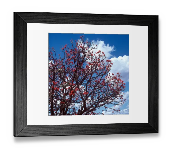 Framed Print : Tree - Coral (Erythrina abyssinica) showing branch in flower Framed Print : Tree - Coral (Erythrina abyssinica) showing branch in flower