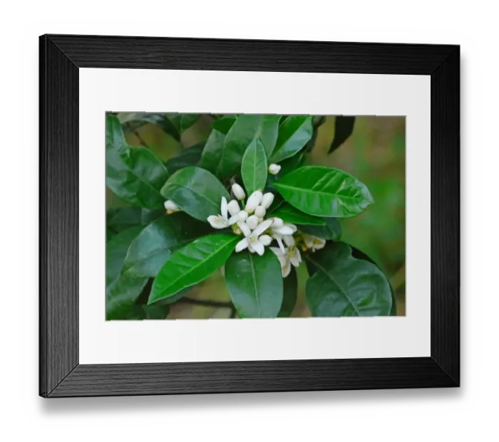 Framed Print : Orange (Citrus sinensis) close-up of flowers and leaves, Baracina, Portalegre District, Alentejo, Portugal, april Framed Print : Orange (Citrus sinensis) close-up of flowers and leaves, Baracina, Portalegre District, Alentejo, Portugal, april