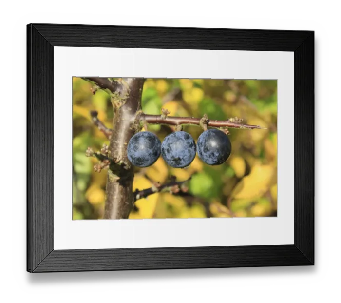 Framed Print : Blackthorn (Prunus spinosa) close-up of berries, growing in hedgerow, Bacton, Suffolk, England, november Framed Print : Blackthorn (Prunus spinosa) close-up of berries, growing in hedgerow, Bacton, Suffolk, England, november