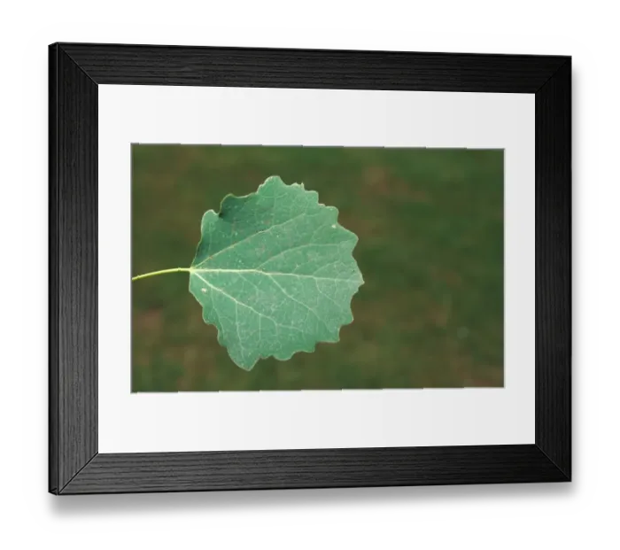 Framed Print : Aspen (Populus tremula) Leaf / upper / July Framed Print : Aspen (Populus tremula) Leaf / upper / July