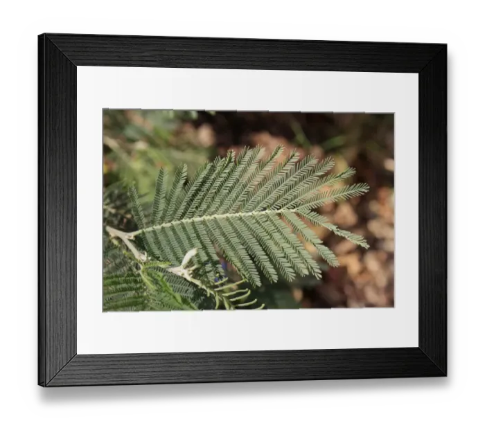 Framed Print : Silver Wattle (Acacia dealbata) close-up of leaves with pinnate leaflets, growing in garden, Bembridge, Isle of Wight Framed Print : Silver Wattle (Acacia dealbata) close-up of leaves with pinnate leaflets, growing in garden, Bembridge, Isle of Wight