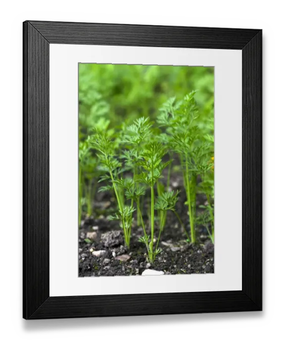 Framed Print : Carrot (Daucus carota sativus) seedlings, growing in garden vegetable plot, Cumbria, England, august Framed Print : Carrot (Daucus carota sativus) seedlings, growing in garden vegetable plot, Cumbria, England, august