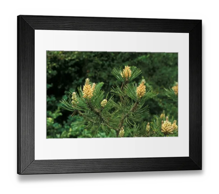 Framed Print : Mountain Pine (Pinus mugo) Leaf / June Framed Print : Mountain Pine (Pinus mugo) Leaf / June