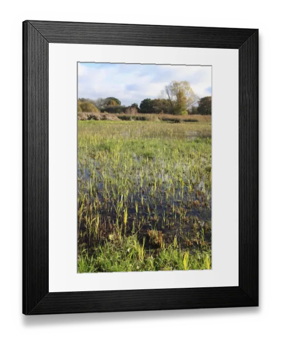 Framed Print : View of cut reedbed habitat with new shoots, in valley fen reserve, Hopton Fen, Hopton, Suffolk, England, november Framed Print : View of cut reedbed habitat with new shoots, in valley fen reserve, Hopton Fen, Hopton, Suffolk, England, november