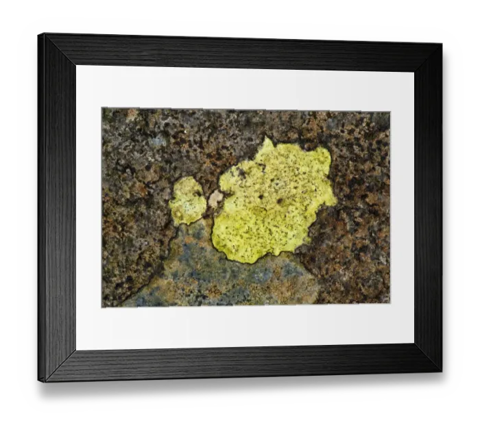 Framed Print : Map Lichen (Rhizocarpon geographicum) growing on rocks, England, april Framed Print : Map Lichen (Rhizocarpon geographicum) growing on rocks, England, april