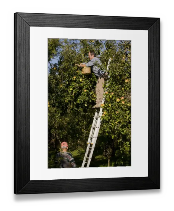 Framed Print : Cultivated Apple (Malus domestica) with fruit, being picked from orchard in old Saxon village, Viscri, Transylvania