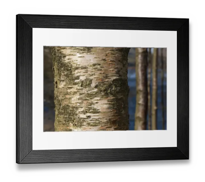 Framed Print : Silver Birch (Betula pendula) close-up of bark, growing in upland woodland, England, april Framed Print : Silver Birch (Betula pendula) close-up of bark, growing in upland woodland, England, april