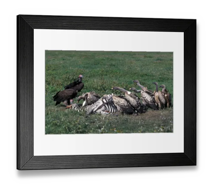 Framed Print : Tanzania Ruppells Griffon with Lappet-faced Vultures feeding on Zebra carcass Framed Print : Tanzania Ruppells Griffon with Lappet-faced Vultures feeding on Zebra carcass