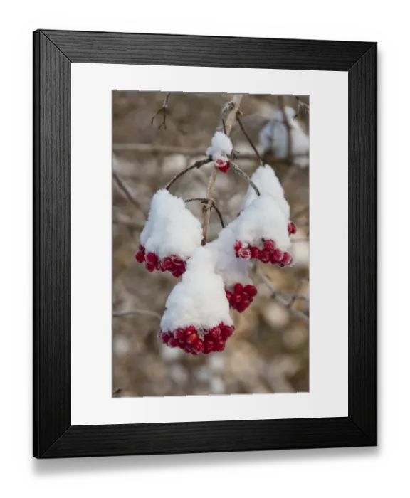 Framed Print : Guelder Rose (Viburnum opalus) snow covered berries, Chipping, Lancashire, England, december