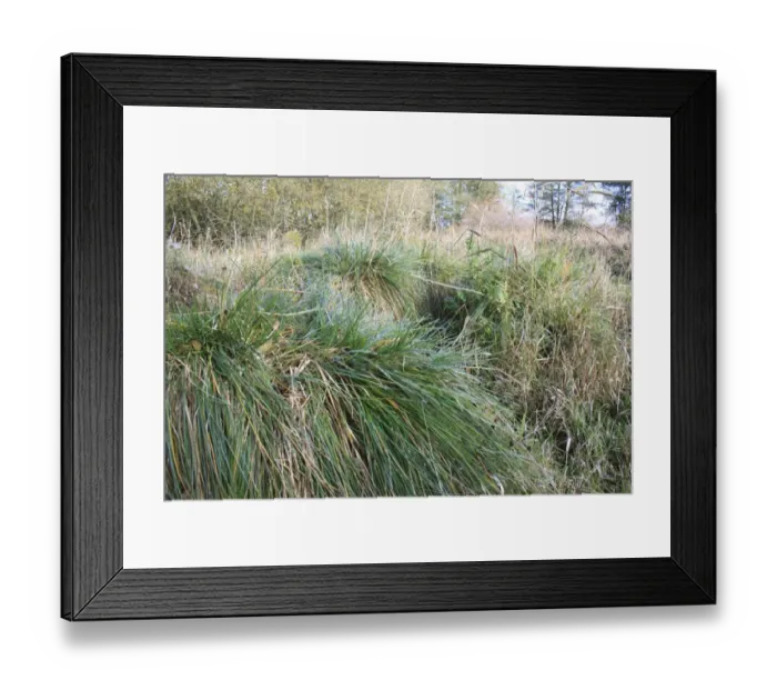 Framed Print : Greater Tussock Sedge (Carex paniculata) tussocks with fibrous rhizomes, in valley fen reserve, Hopton Fen, Hopton Framed Print : Greater Tussock Sedge (Carex paniculata) tussocks with fibrous rhizomes, in valley fen reserve, Hopton Fen, Hopton