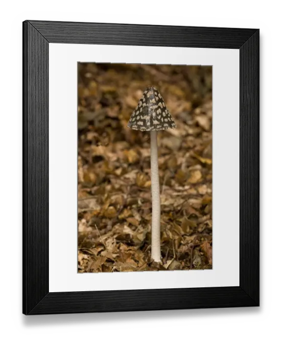 Framed Print : Magpie Fungus (Coprinus picaceus) fruiting body, growing amongst fallen leaves, autumn Framed Print : Magpie Fungus (Coprinus picaceus) fruiting body, growing amongst fallen leaves, autumn
