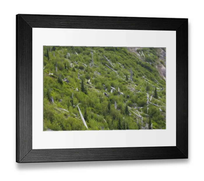 Framed Print : Regenerating forest amongst remains of dead trees killed by volcanic eruption, Spirit Lake, Mount St. Helens N. P