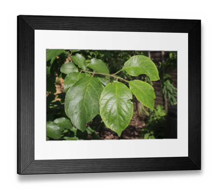 Framed Print : Plum (Prunus domestica) close-up of leaves, in garden, Suffolk, England, june Framed Print : Plum (Prunus domestica) close-up of leaves, in garden, Suffolk, England, june