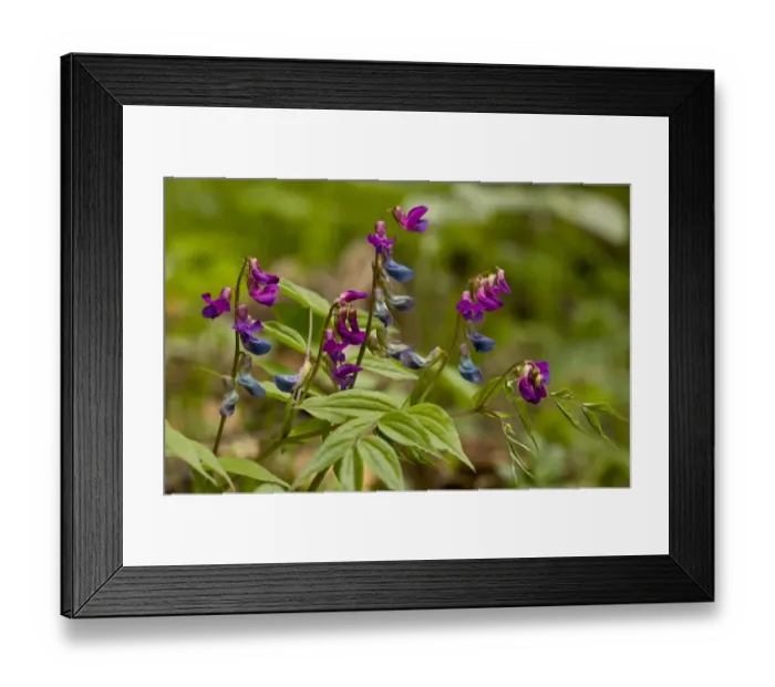 Framed Print : Spring Vetchling (Lathyrus verna) flowering, growing in woodland, Bulgaria, may Framed Print : Spring Vetchling (Lathyrus verna) flowering, growing in woodland, Bulgaria, may