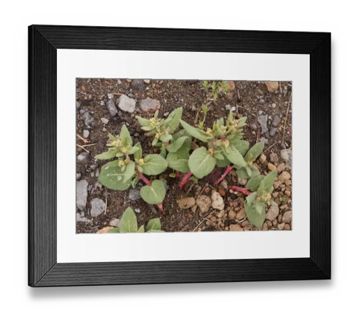 Framed Print : Davis Knotweed (Polygonum davisiae) flowering, just after snow melt on mountain at 7000 ft. Crater Lake N. P