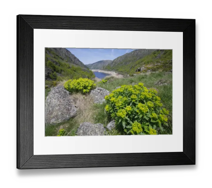 Framed Print : Irish Spurge (Euphorbia hyberna) flowering, growing in mountain habitat, Pyrenees, Ariege, France, may Framed Print : Irish Spurge (Euphorbia hyberna) flowering, growing in mountain habitat, Pyrenees, Ariege, France, may