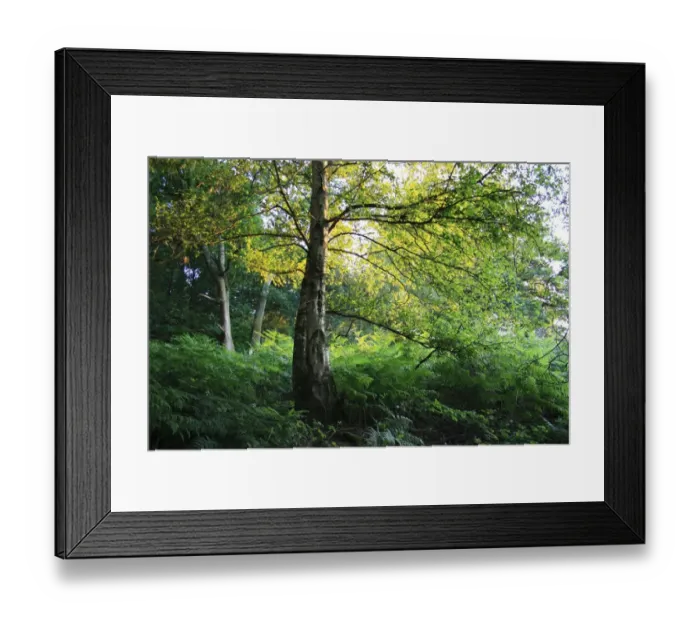 Framed Print : Silver Birch (Betula pendula) habit, growing in woodland habitat in late evening sunlight Framed Print : Silver Birch (Betula pendula) habit, growing in woodland habitat in late evening sunlight