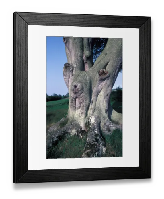 Framed Print : Tree - Beech Common (Fagus sylvatica) Close-up of bole Framed Print : Tree - Beech Common (Fagus sylvatica) Close-up of bole