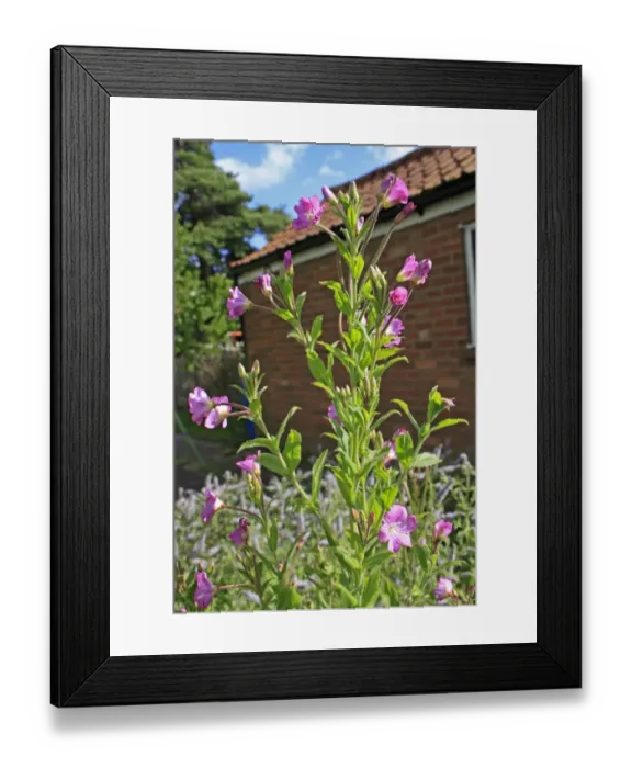 Framed Print : Great Willowherb (Epilobium hirsutum) flowering, growing as weed in garden, Suffolk, England, july Framed Print : Great Willowherb (Epilobium hirsutum) flowering, growing as weed in garden, Suffolk, England, july