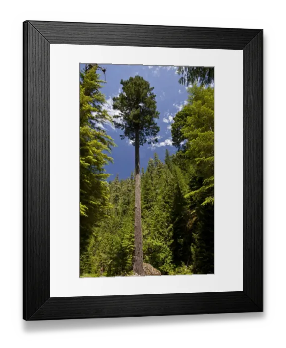 Framed Print : Douglas Fir (Pseudotsuga menziesii) habit, growing in forest, Oregon National Forest, Central Oregon, U. S. A. july Framed Print : Douglas Fir (Pseudotsuga menziesii) habit, growing in forest, Oregon National Forest, Central Oregon, U. S. A. july