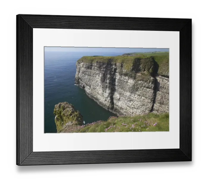 Framed Print : View of sea cliffs with seabird colony, Fowlsheugh RSPB Reserve, Kincardineshire, Grampian, Scotland