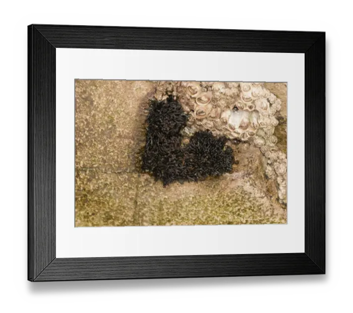 Framed Print : Black Lichen (Lichina pygmaea) growing on coastal rock beside barnacles, Kimmeridge, Dorset, England, february Framed Print : Black Lichen (Lichina pygmaea) growing on coastal rock beside barnacles, Kimmeridge, Dorset, England, february