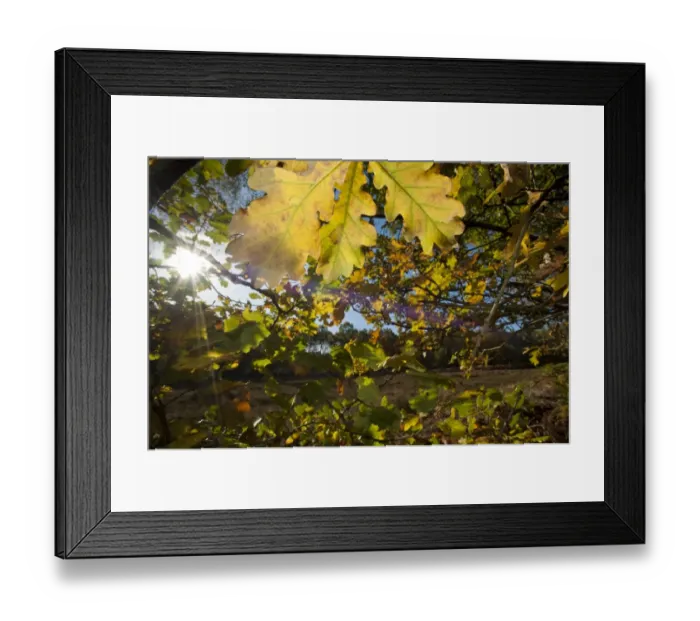 Framed Print : Common Oak (Quercus robur) close-up of leaves, autumn colour in woodland, Oulton, Cheshire, England, october Framed Print : Common Oak (Quercus robur) close-up of leaves, autumn colour in woodland, Oulton, Cheshire, England, october