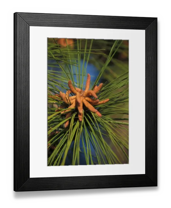 Framed Print : Splash Pine (Pinus elliottii) Male flower cluster