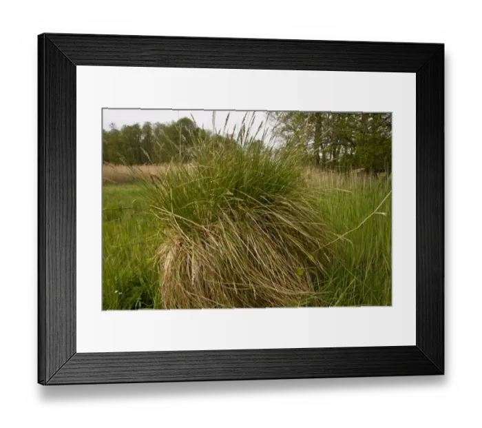 Framed Print : Greater Tussock Sedge (Carex paniculata) tussocks with fibrous rhizomes, Market Weston Fen, Market Weston Framed Print : Greater Tussock Sedge (Carex paniculata) tussocks with fibrous rhizomes, Market Weston Fen, Market Weston